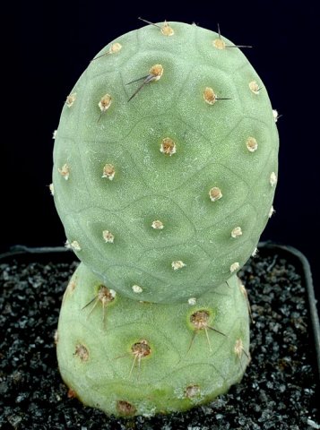 Tephrocactus_geometricus_2